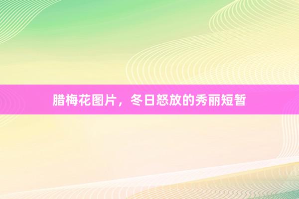 腊梅花图片，冬日怒放的秀丽短暂